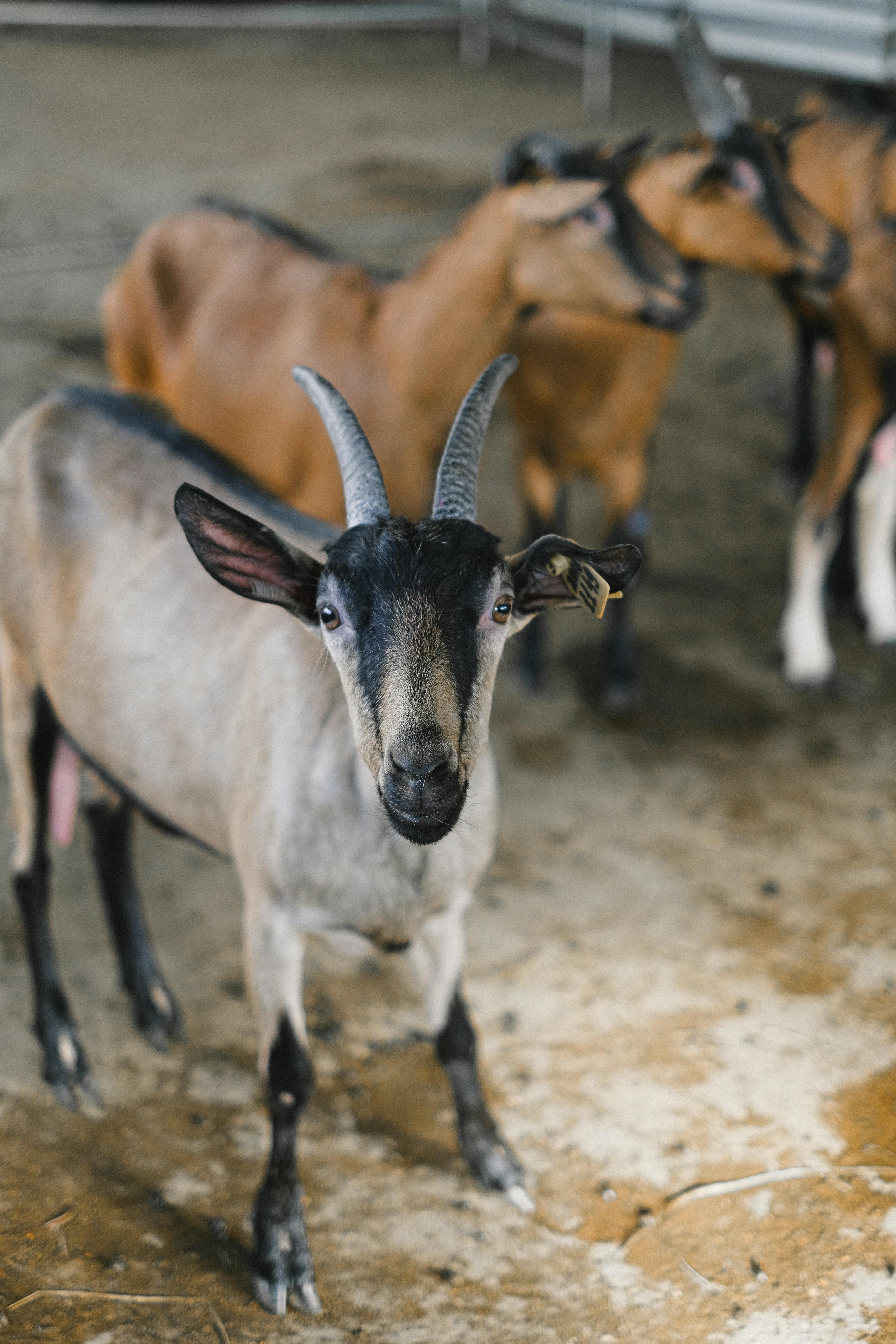 grátis Foto profissional grátis de @exterior, agricultura, agricultura contemporânea Foto profissional