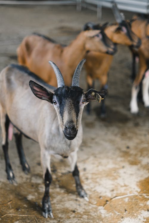 Бесплатное стоковое фото с вертикальный выстрел, домашний скот, коза