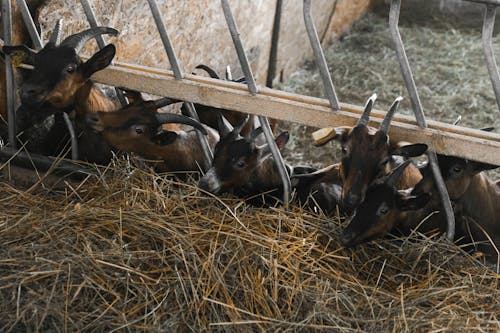 Darmowe zdjęcie z galerii z fotografia zwierzęcia, klatka, kozy