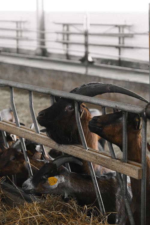Free Goats with horns feeding on hay inside a barn, showcasing farming practices. Stock Photo