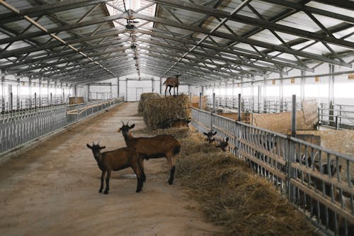 Goats Inside a Shed