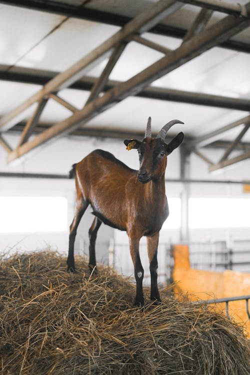 Brown Goat Standing on Top of Hay Stack