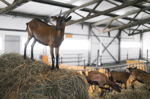Бесплатное стоковое фото с домашний скот, Животноводство, козы