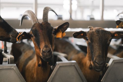 Free A close-up shot of goats with ear tags inside a farm facility. Stock Photo
