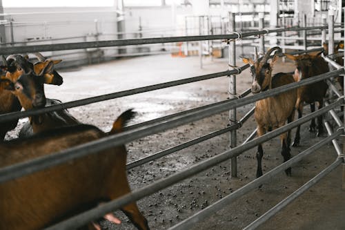 Ingyenes stockfotó állatállomány, állatfotók, állattenyésztés témában