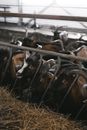 Black and Brown Cow on Brown Grass