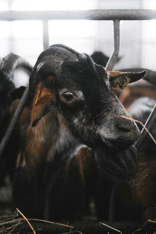 Fotos de stock gratuitas de animal de granja, cabra, cuernos