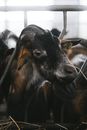 Black and Brown Cow in Cage