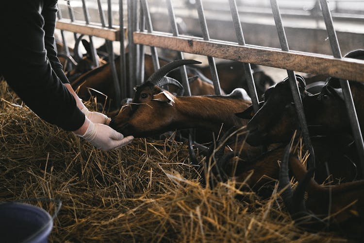 Person Wearing Gloves Feeding The Goats