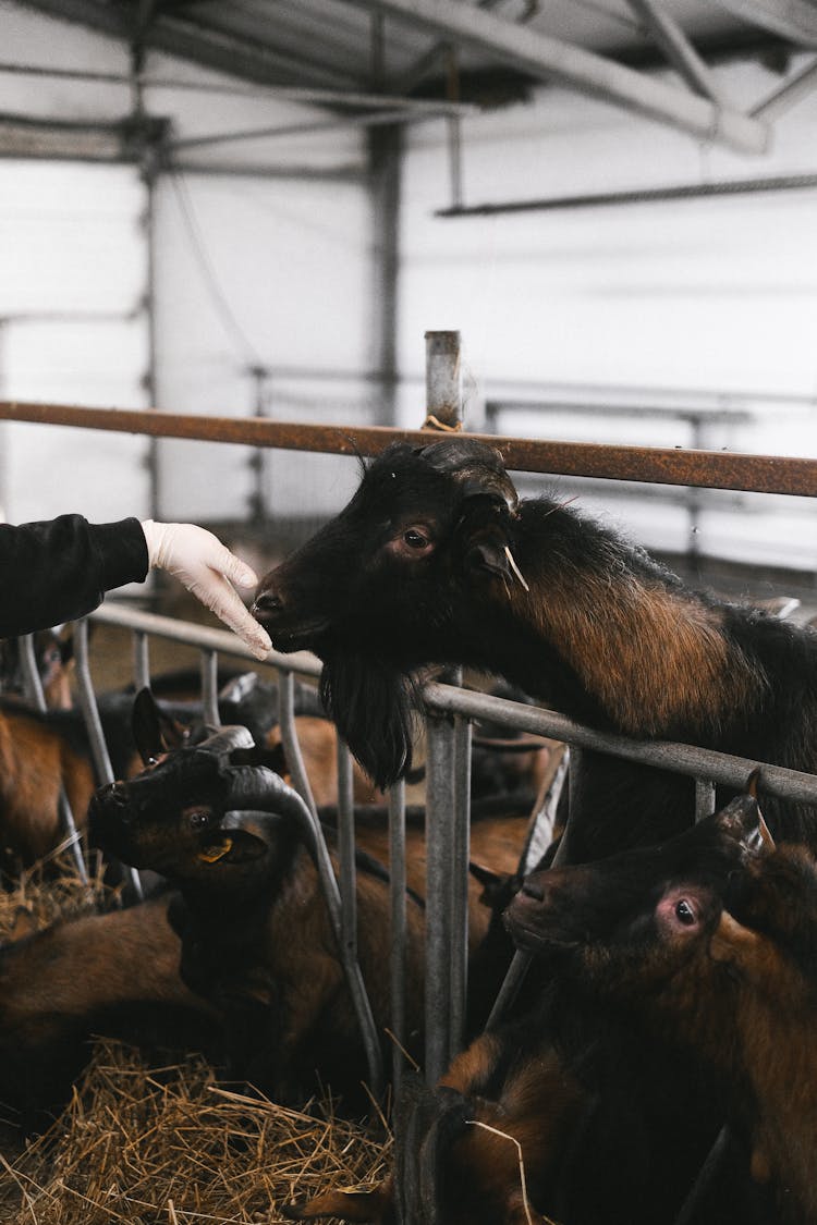 Person Feeding Black And Brown Goat