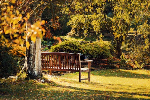 免费 棕色长木凳上绿叶树附近 素材图片
