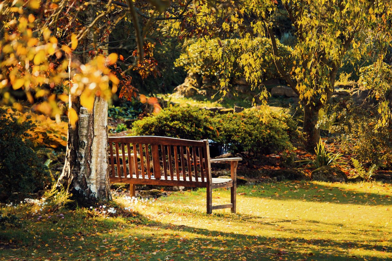 serene wooden bench surrounded by vibrant autumn foliage in a tranquil