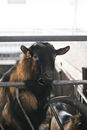Black and Brown Goat in Cage