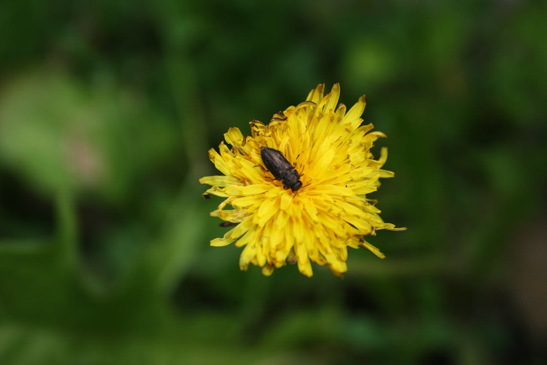 Free Бесплатное стоковое фото с желтый цветок, жук, румыния Stock Photo