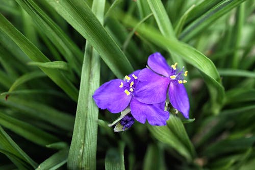 紫色小花, 羅馬尼亞, 野生植物 的 免費圖庫相片