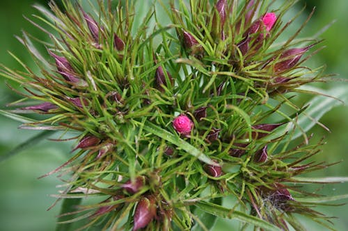 бесплатная Бесплатное стоковое фото с дикое растение, румыния, цветок Стоковое фото