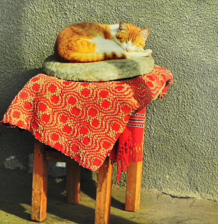 бесплатная Бесплатное стоковое фото с кошка, румыния, сельская местность Стоковое фото