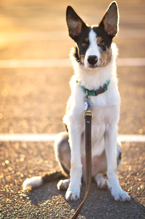 White and Black Dog Sitting on the Street