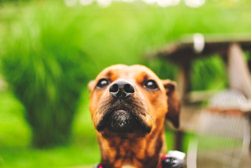 Brown Dog in Close Up Shot