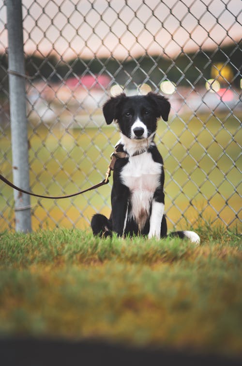 Black and White Border Collie Sitting on Green Grass Field