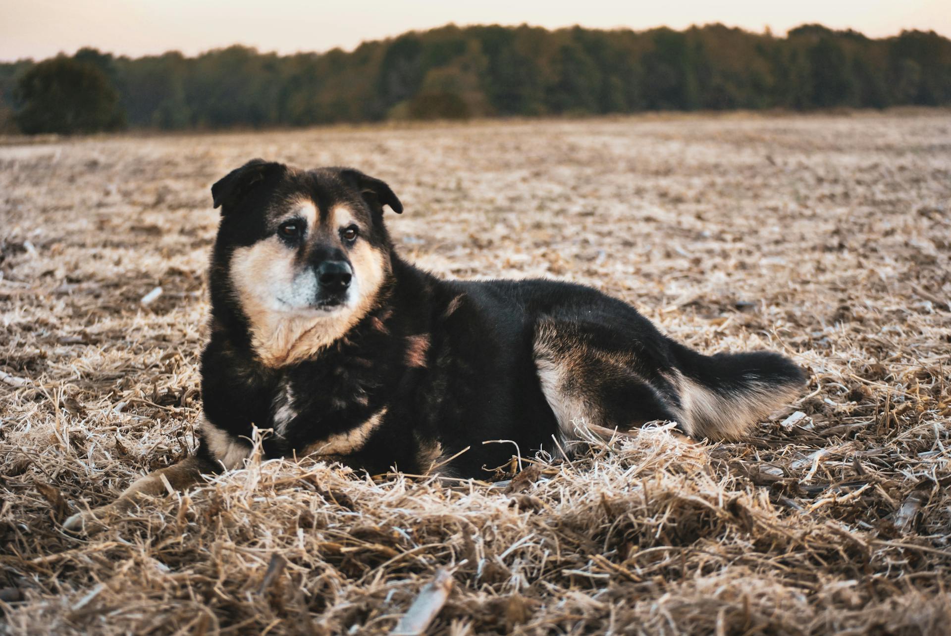 Svart och brun schäferhund på brunt gräsfält