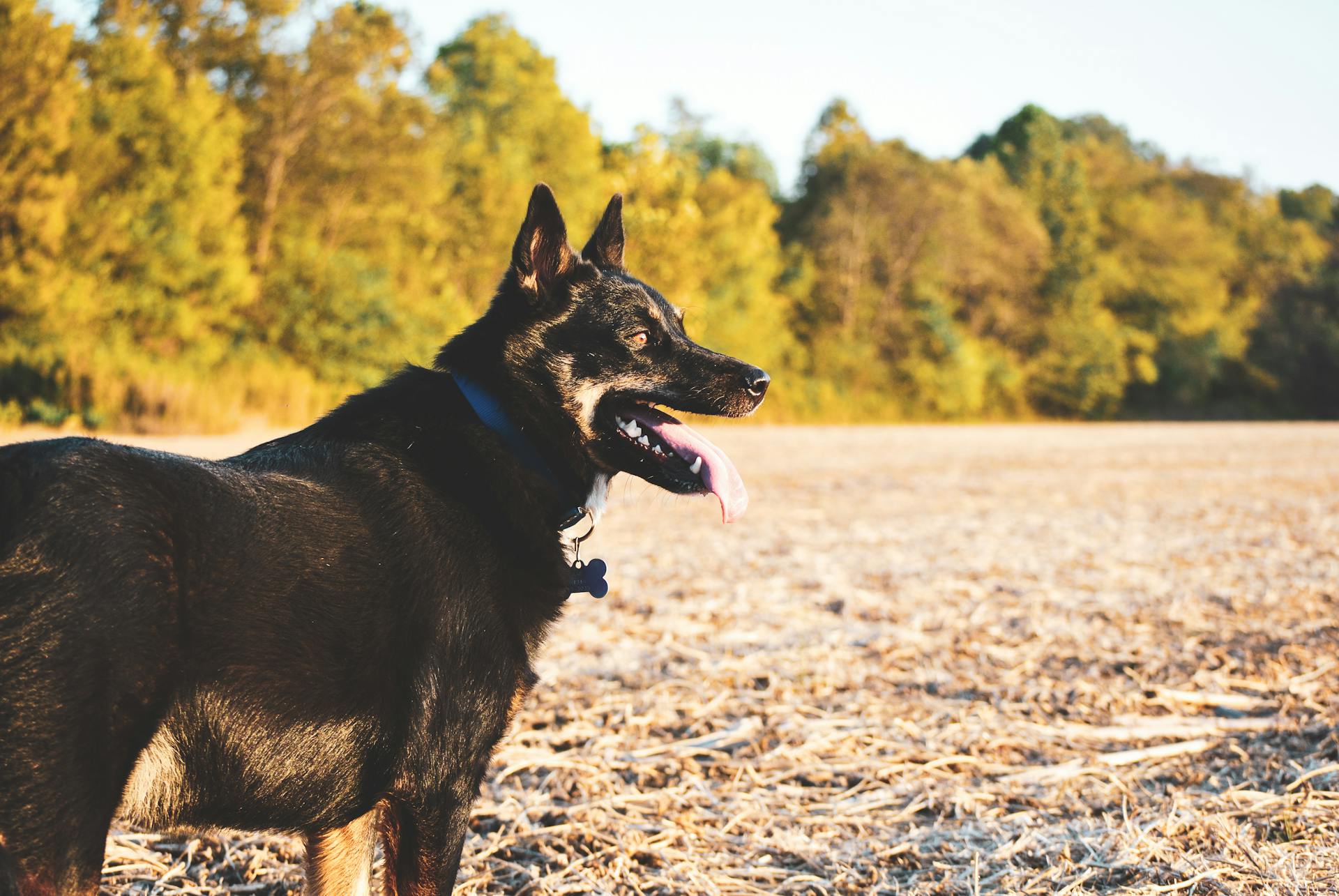 Tysk herdehund utomhus på hösten