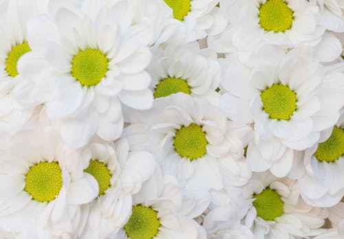 Weiße Chrysanthemenblumen