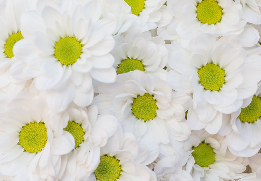 White Chrysanthemum Flowers