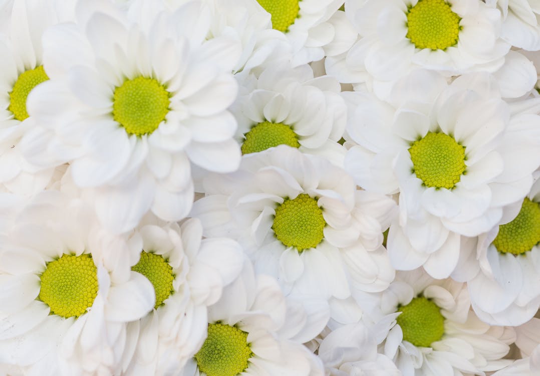 Free White Chrysanthemum Flowers Stock Photo