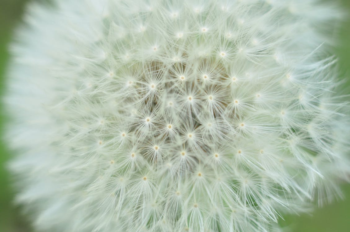 Free White Dandelion Stock Photo