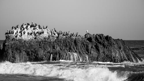 Gratis lagerfoto af bølger, fugle, gråtoneskala Lagerfoto