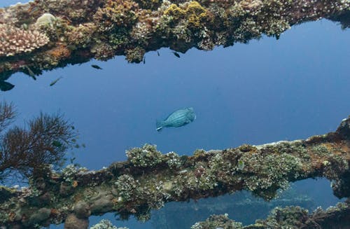 Foto profissional grátis de animal aquático, embaixo da água, mar aberto