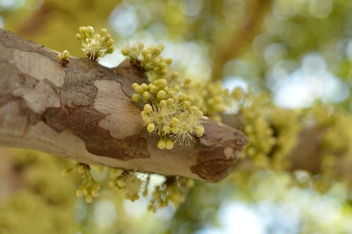 Yellow Petaled Flowers on Tree Branch