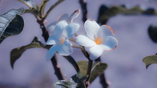 Foto d'estoc gratuïta de ambient, flor, flors