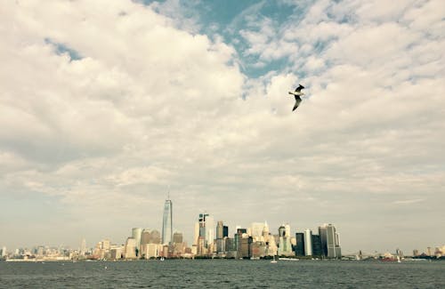 Free Bird Flying over City Buildings Stock Photo