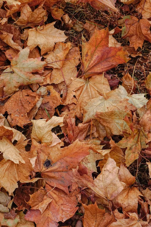 Close-Up Shot of Dry Maple Leaves