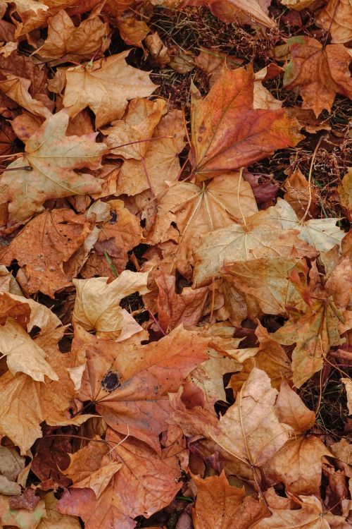 Free Close-up view of fallen maple leaves in autumn colors creating a natural texture. Stock Photo