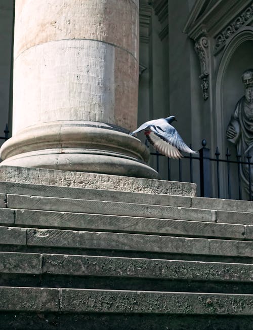 Free Blue Bird Flying Over Concrete Stairs Stock Photo