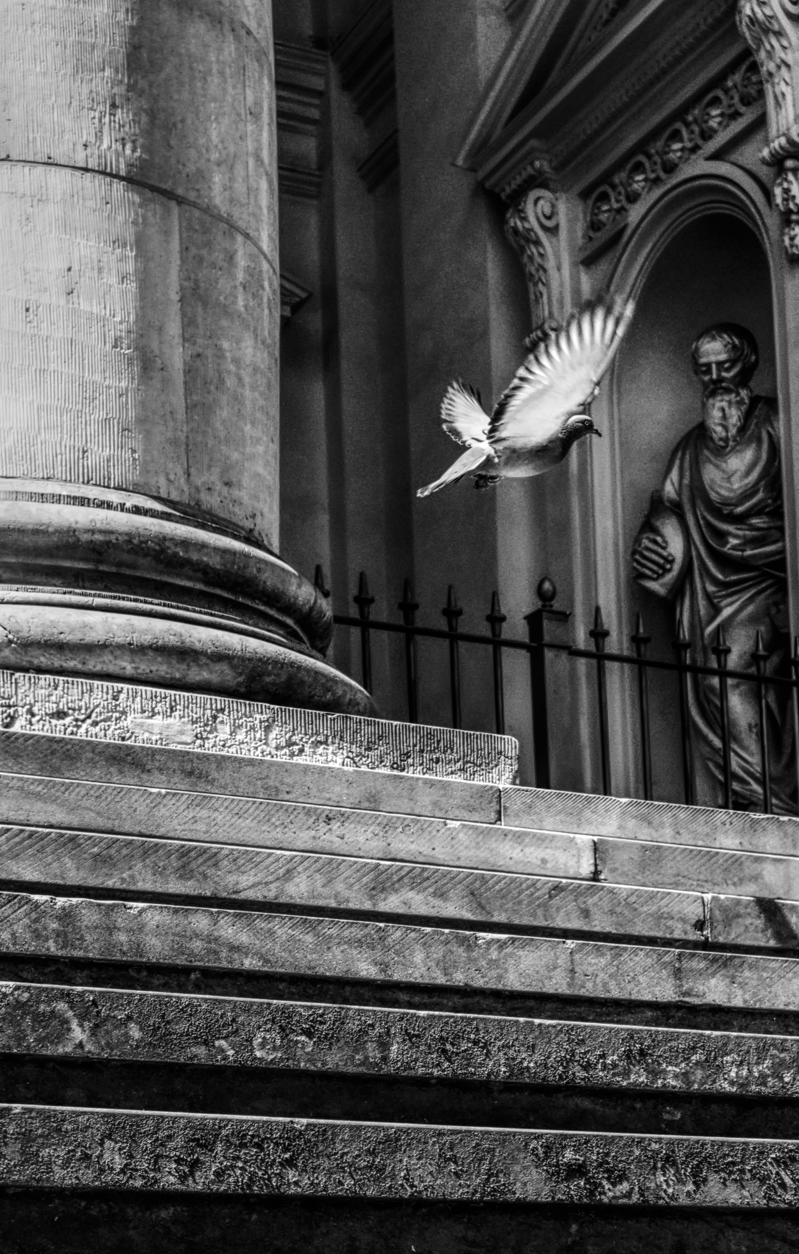 A dramatic black and white image of a dove flying past historic steps in Berlin, Germany.