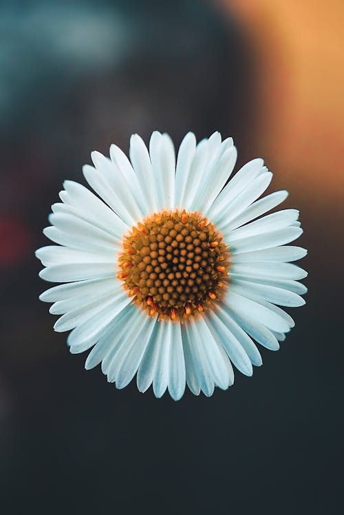 Close Up Photo of a White Flower