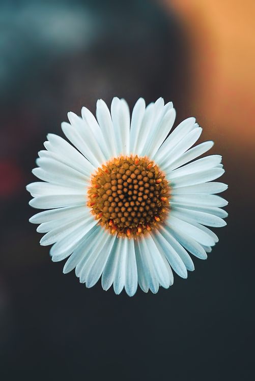 Close Up Photo of a White Flower · Free Stock Photo