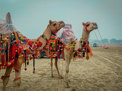 Free Camels Dressed in Colorful Clothes Costume Stock Photo