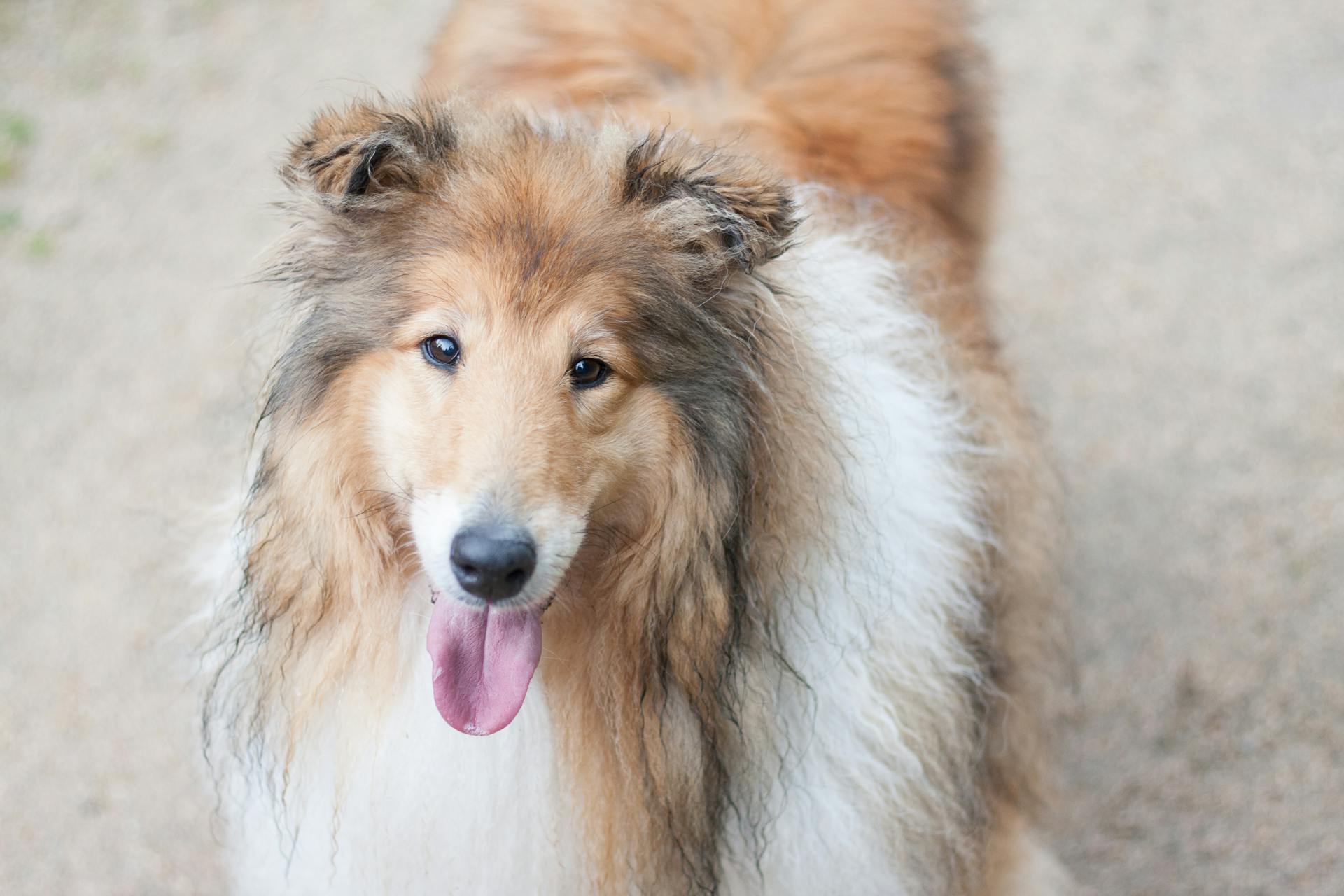 Bruine en witte langharige hond