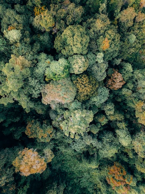 Lush colorful trees growing in forest