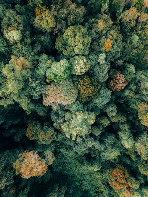 Free Amazing drone view of various lush trees with colorful leaves growing in woods in daytime Stock Photo