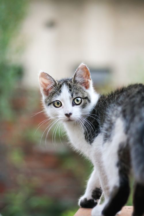 Free Cute kitten turning back outdoors, showcasing playful curiosity. Stock Photo