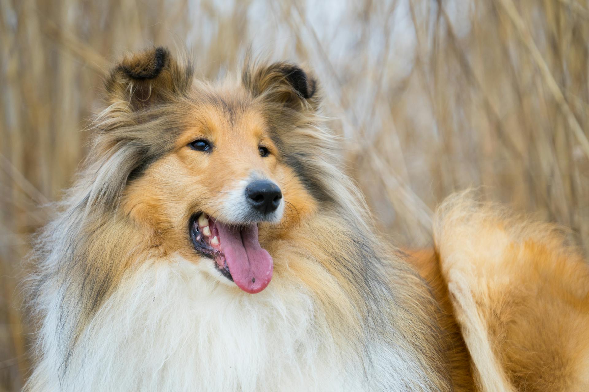 A Close-Up Shot of a Collie Dog