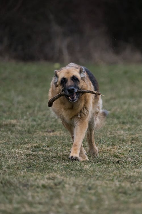 Foto profissional grátis de ácido, animal, animal de estimação