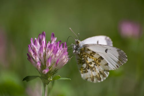 Free White Butterfly Perched on a Flower Stock Photo