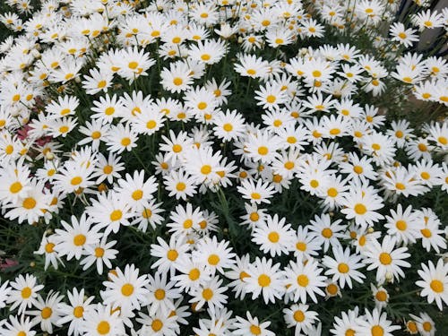 Free Close-Up Photo of White Daisy Flowers Stock Photo